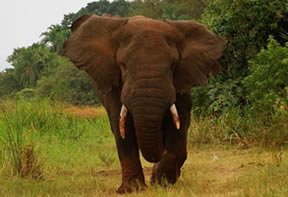 Wildlife Safaris Rwanda