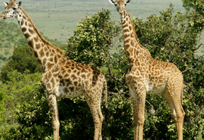 Wildlife Safari Masai Mara