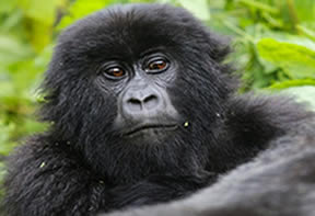 Trekking Gorillas Rwanda