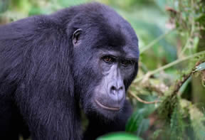 Gorillas Uganda–