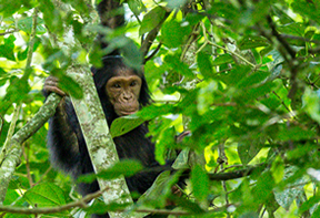Chimpanzee Safari Kibale