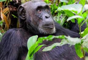 chimpanzee tracking nyungwe