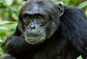 Chimpanzee Tracking Kibira