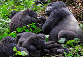 gorilla Family Uganda