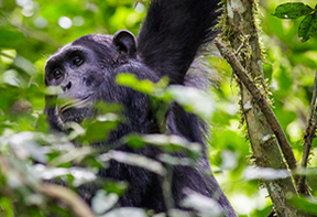 Chimpanzee Tracking Safaris Uganda