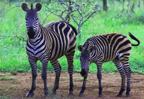 Wildlife Rwanda