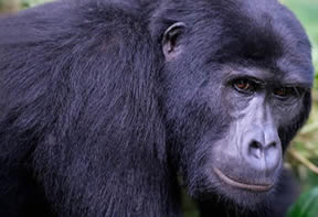 Gorillas Bwindi
