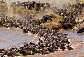 Wildebeest migration Masai Mara
