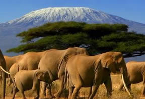 Kenya Wildlife Tours
