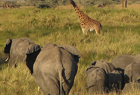 Tanzania Wildlife Tours