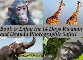 Gorilla Trekking and Wildlife Tours
