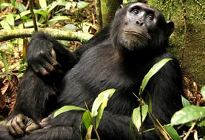 Chimpanzee-Habituation-in-Uganda