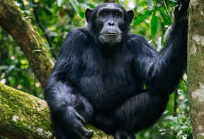 Chimpanzees in—Uganda