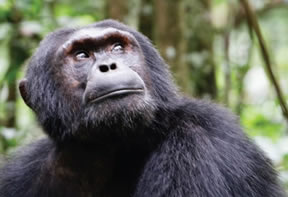chimpanzee-safaris in Uganda