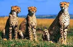 Cheetah in Masai Mara
