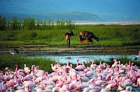 Lake Nakuru Flamingos
