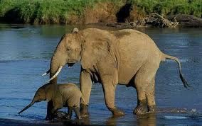 Elephant and a Calf in Samburu park