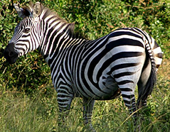 Zebras at Lake Mburo national park
