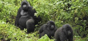 Gorilla Safaris Uganda