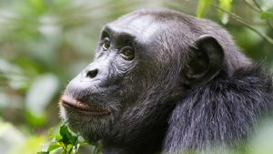 Chimpanzee Tracking Safari Uganda
