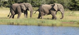 Wildlife Safari Tours Rwanda