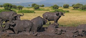 Wildlife Safaris Queen Uganda