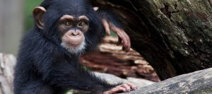 Chimpanzee Tracking Burundi