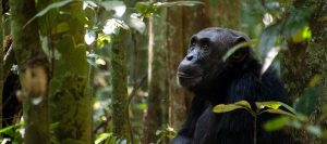 Chimpanzee Tracking Uganda