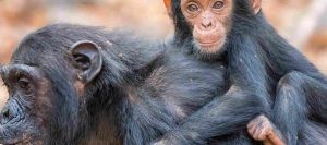 Chimpanzee Tracking Uganda