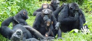 Tracking chimpanzees in Uganda