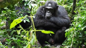 Chimpanzee Tracking Uganda