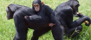 Chimpanzee tracking uganda