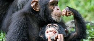 Chimpanzee Tracking Rwanda