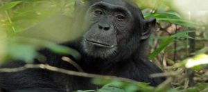 Chimpanzee Tracking Rwanda