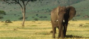 Wildlife Safaris Kenya