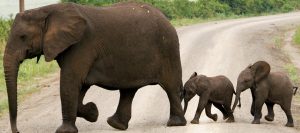 Wildlife Uganda