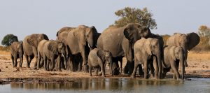 Wildlife Safaris Uganda