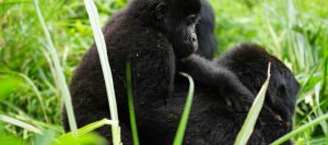 Gorilla Tours Uganda