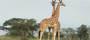 Wildlife Safaris Rwanda