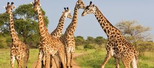 Wildlife Safari tours Rwanda