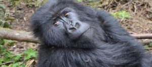 Gorilla trek Rwanda