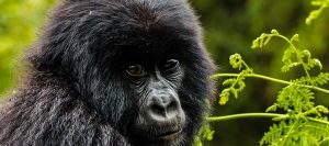 Gorilla trekking Uganda