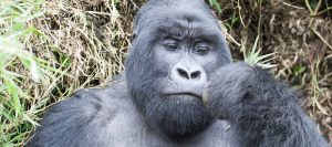 Gorilla Treks Rwanda
