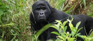 Gorilla Safaris Uganda