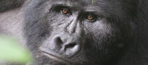 Trekking Mountain gorillas in Uganda