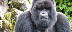 Gorilla Trek Bwindi Uganda