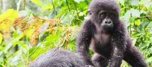 Gorilla Safari Tours Rwanda