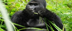 Gorilla trekking Tours Uganda