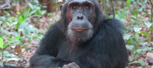 Chimpanzee Adventure Tours