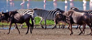 Wildlife Tour Kenya
